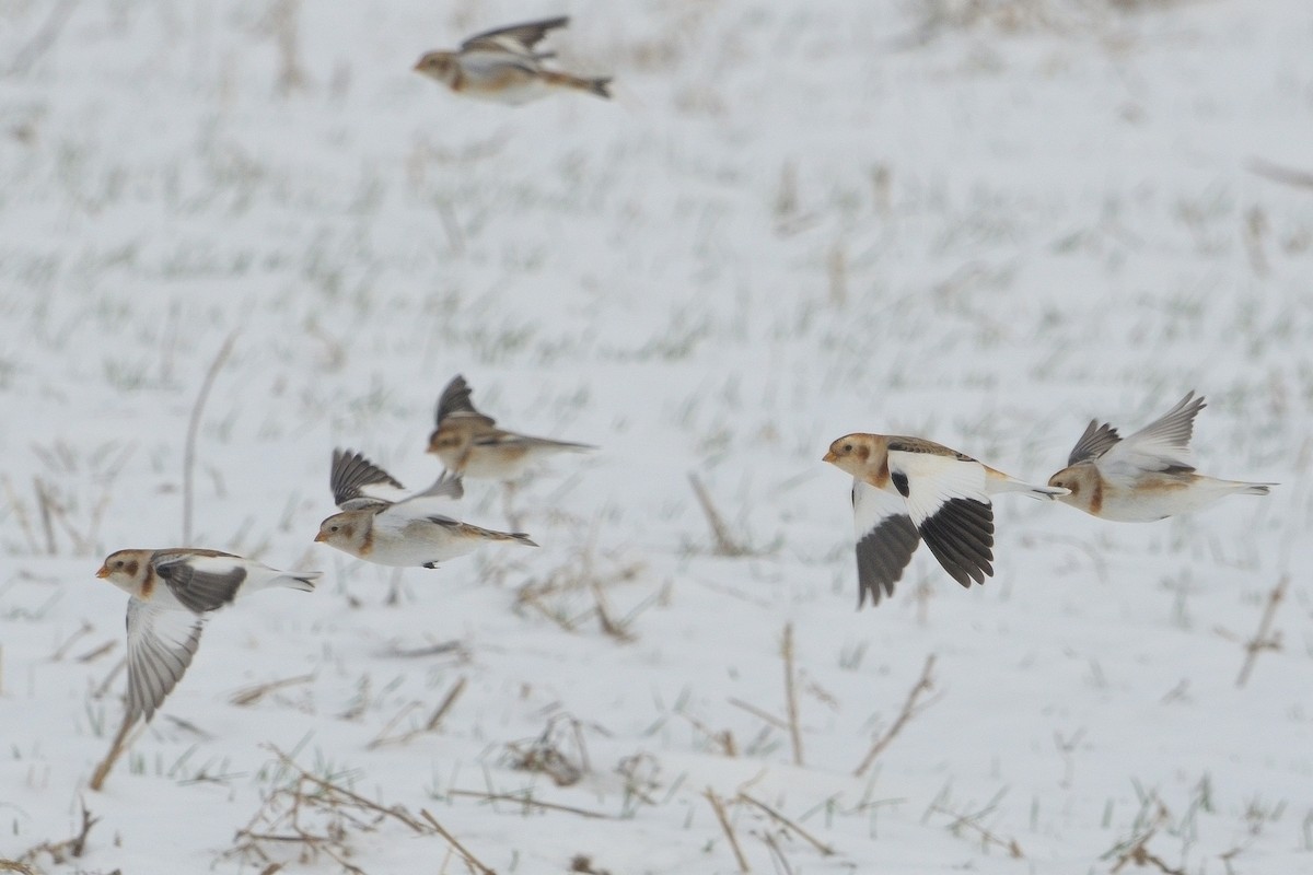 Snow Bunting - ML646381530