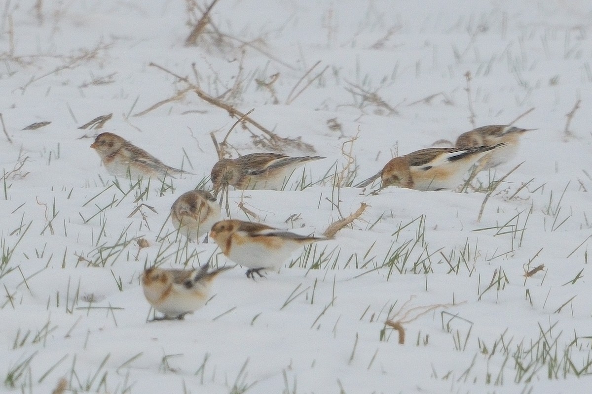 Snow Bunting - ML646381531