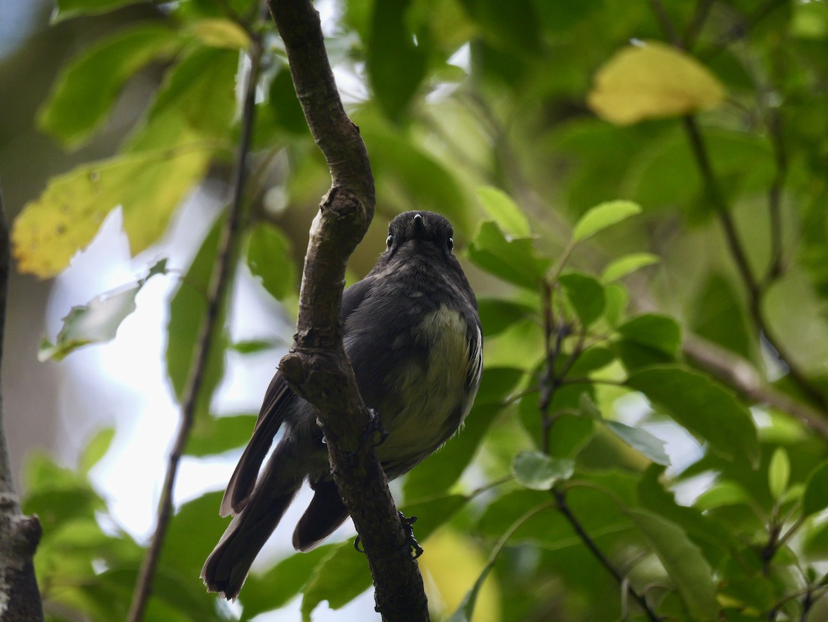 South Island Robin - ML646381532