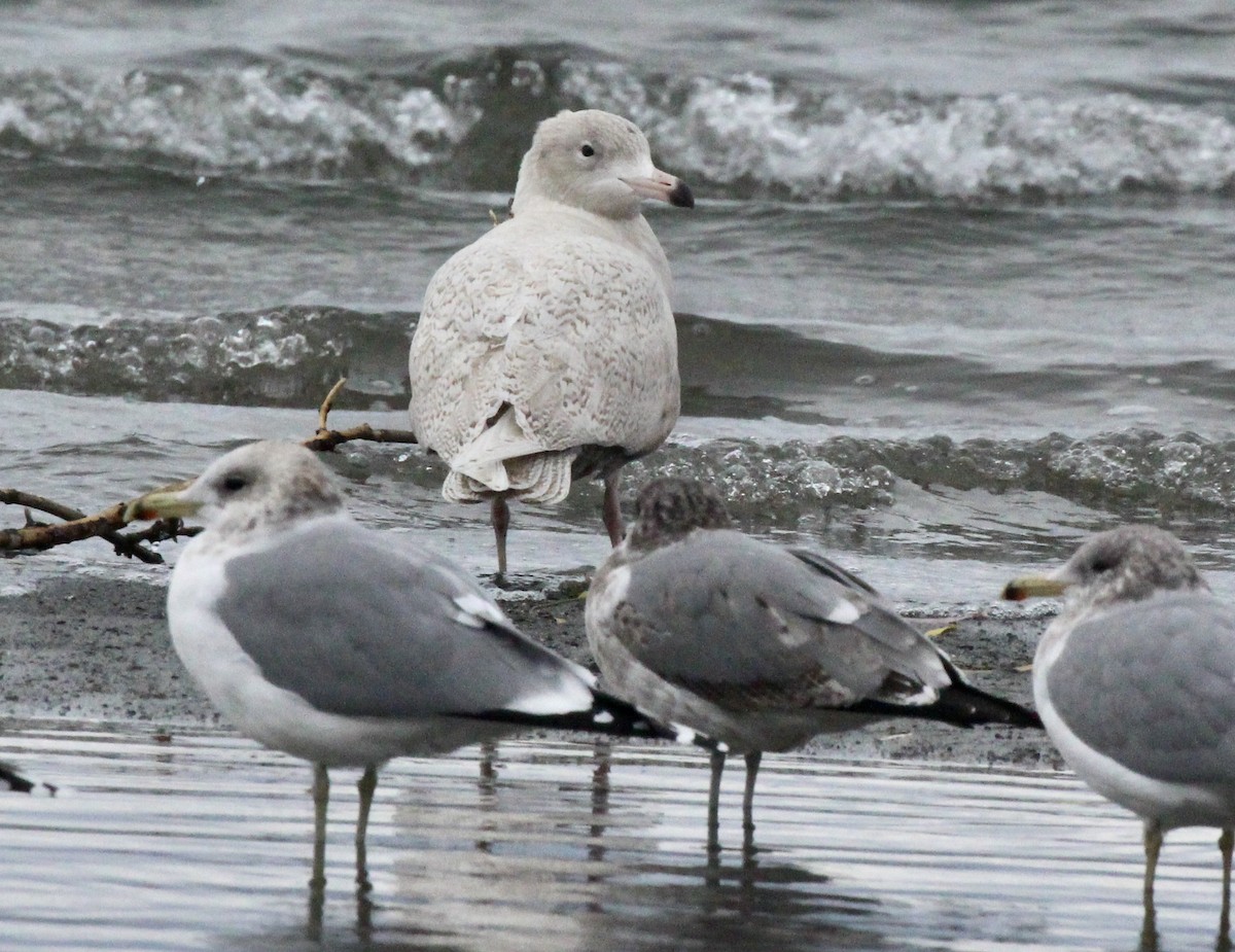 Glaucous Gull - ML646381534