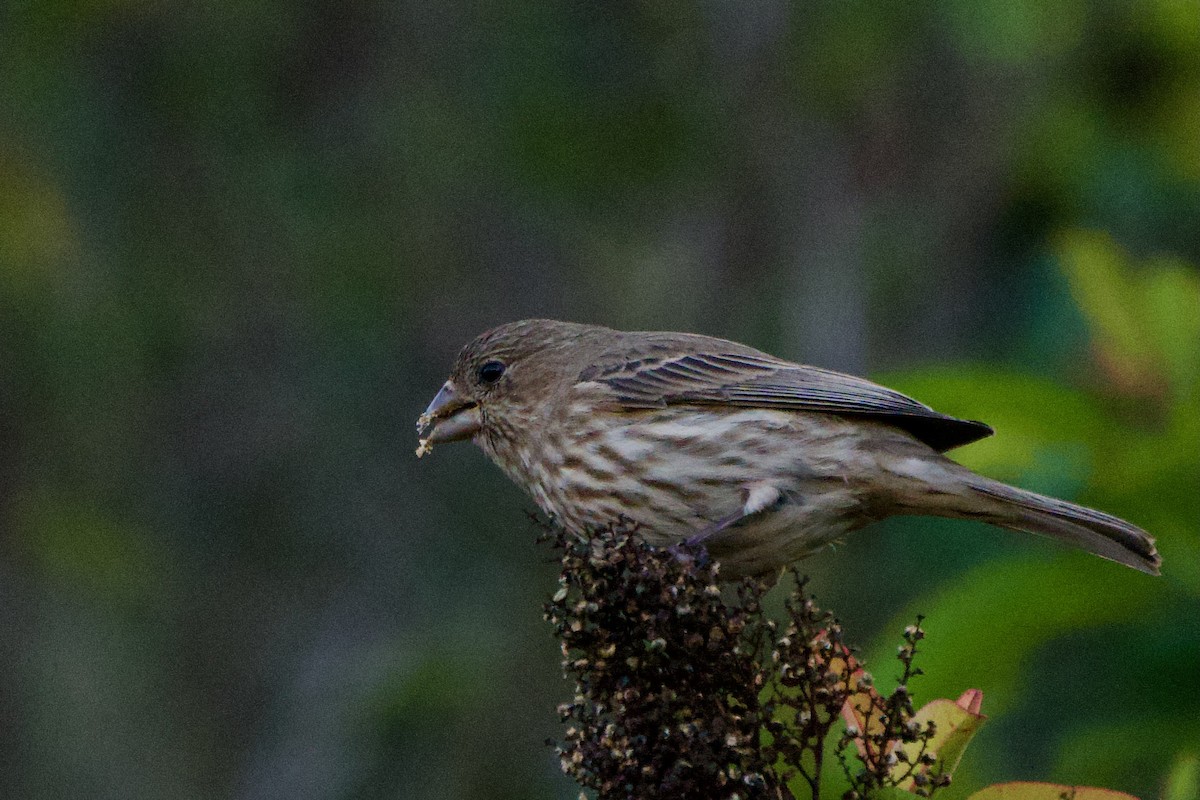 House Finch - ML646381535