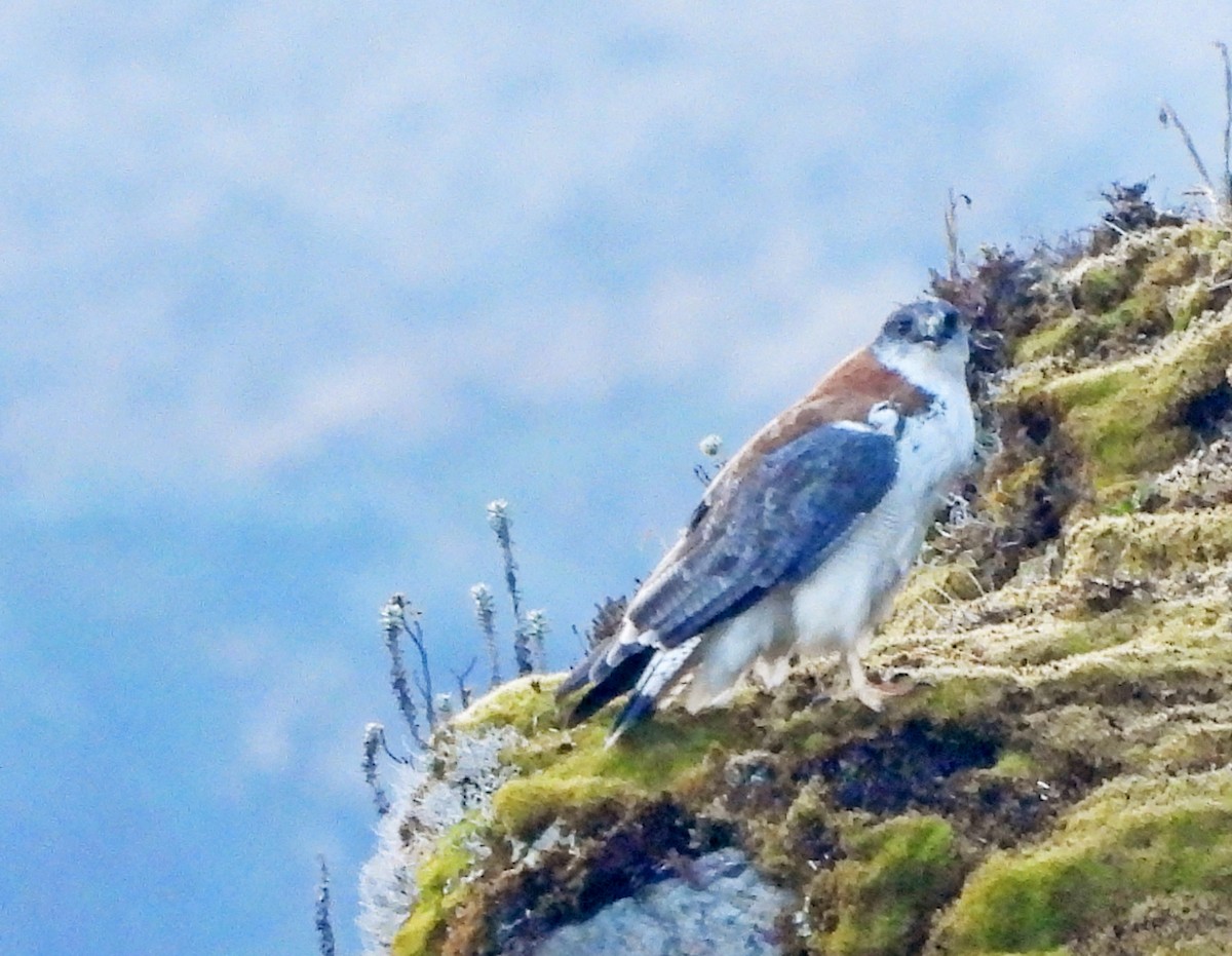 Variable Hawk - ML646381537