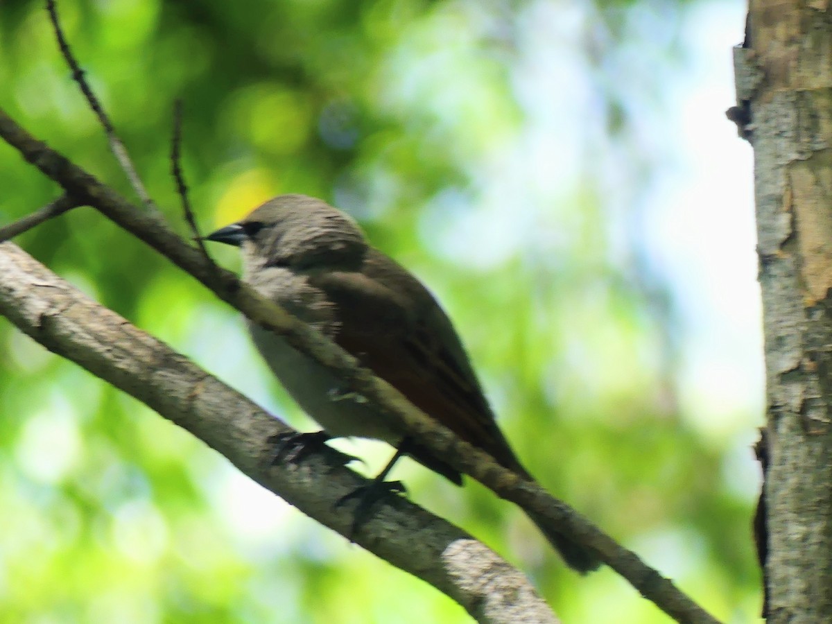 Grayish Baywing - ML646381539