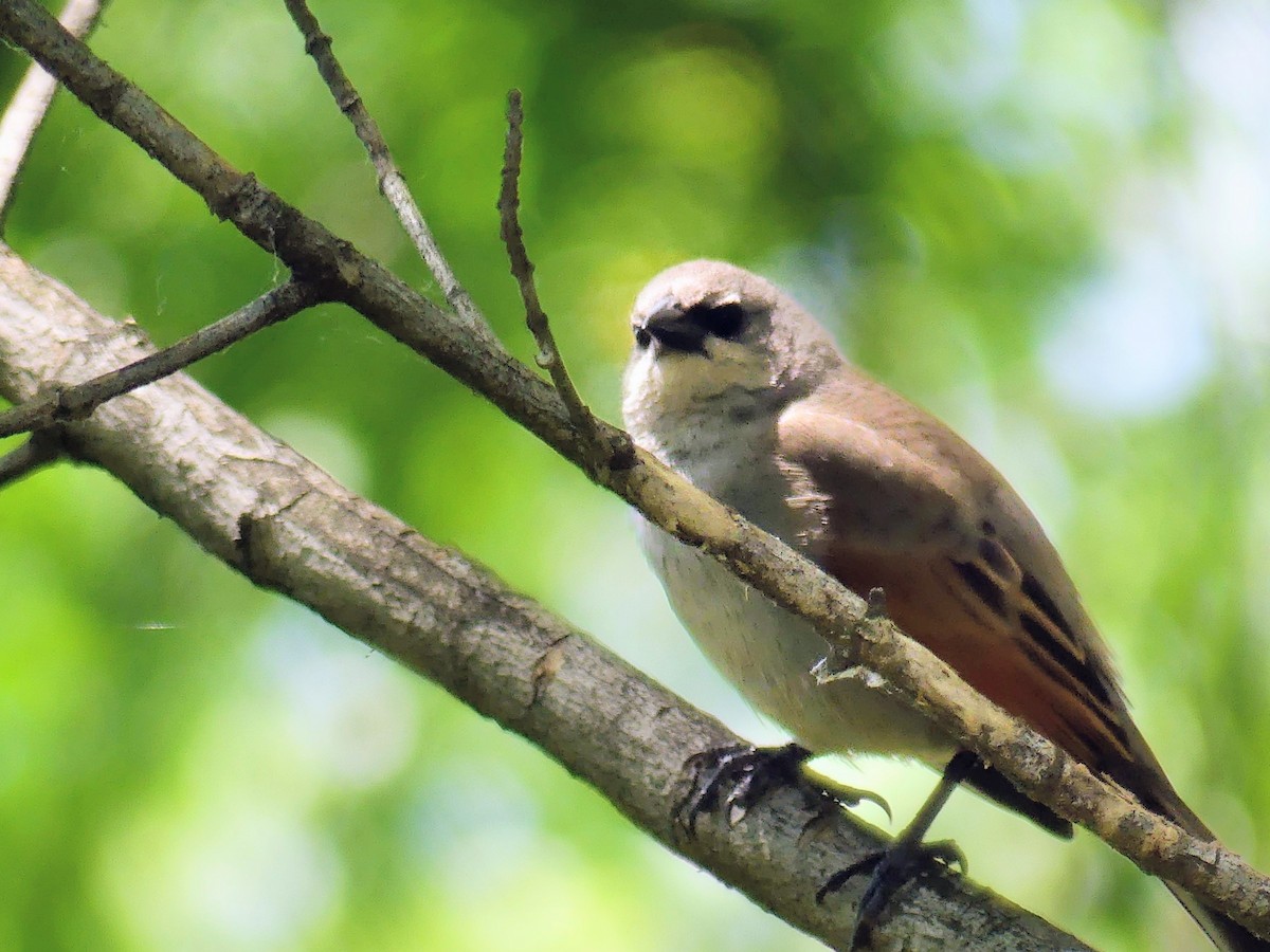 Grayish Baywing - ML646381540