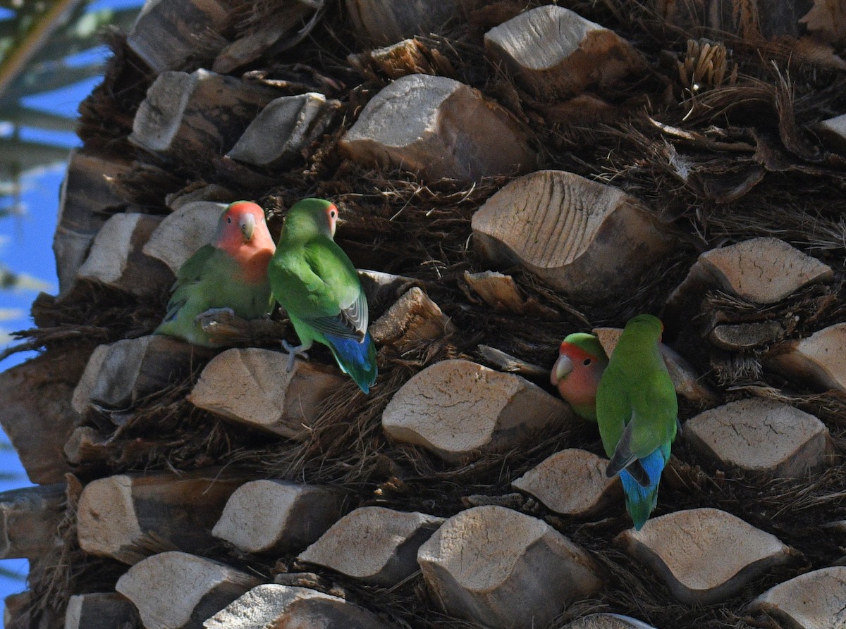 Rosy-faced Lovebird - ML646381541
