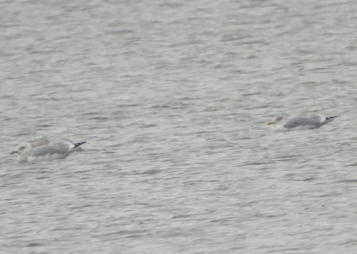 American Herring Gull - ML646381542