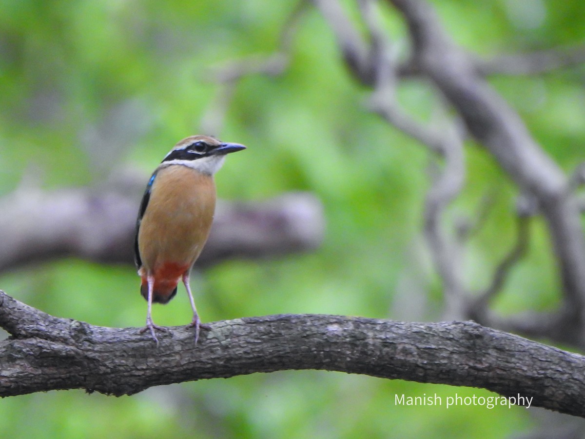 Indian Pitta - ML646381543