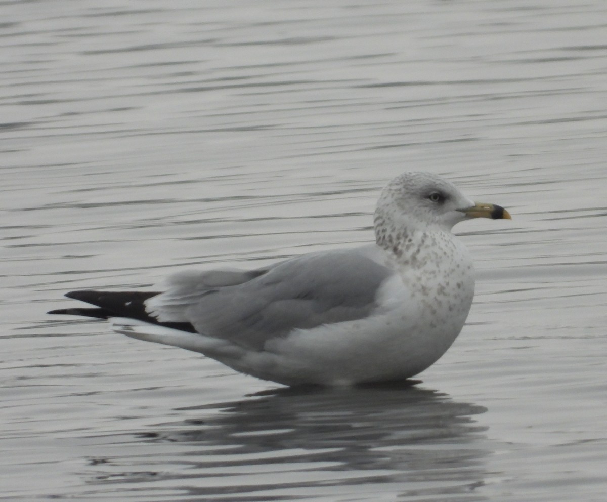 Ring-billed Gull - ML646381544