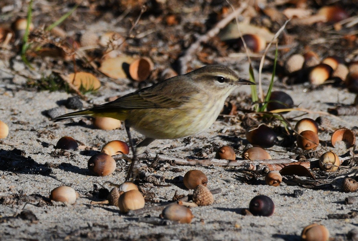 Palm Warbler - ML646381545