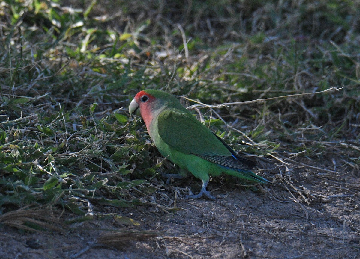 Rosy-faced Lovebird - ML646381546