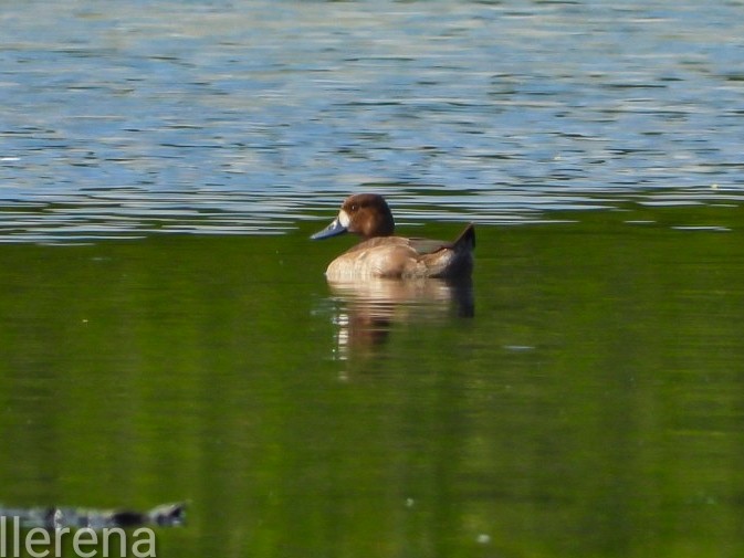 Lesser Scaup - ML646381547