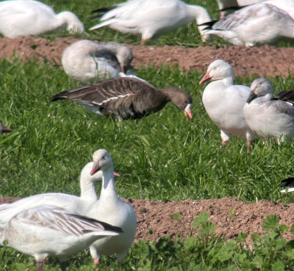 Greater White-fronted Goose - ML646381548