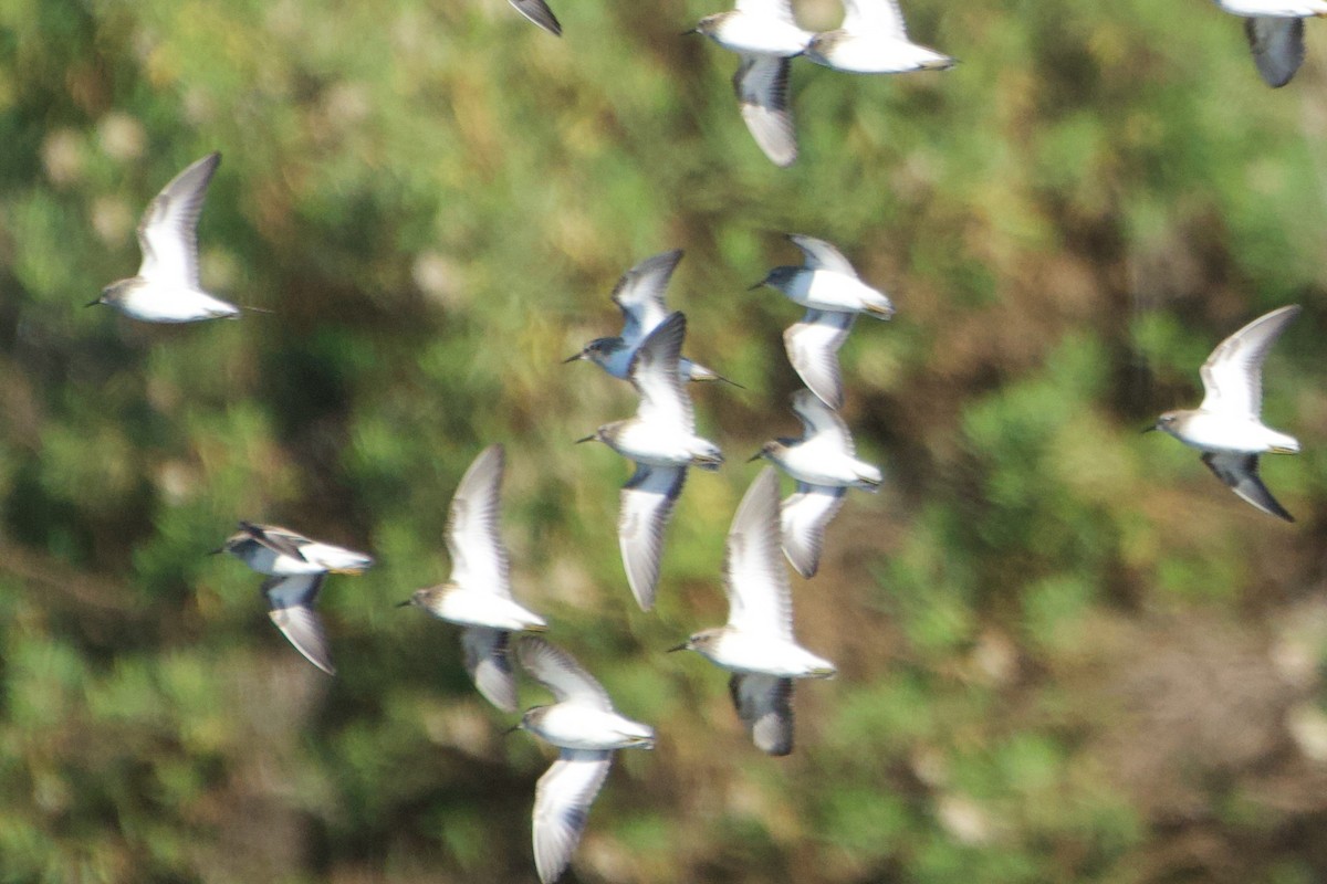 Least Sandpiper - ML646381550