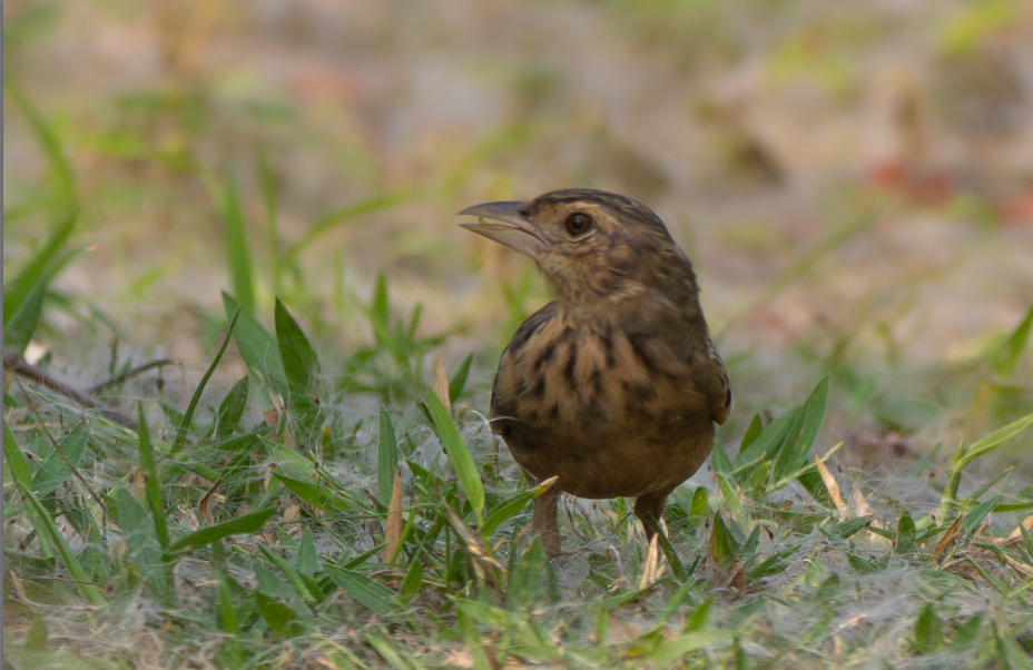 Bengal Bushlark - ML646381551