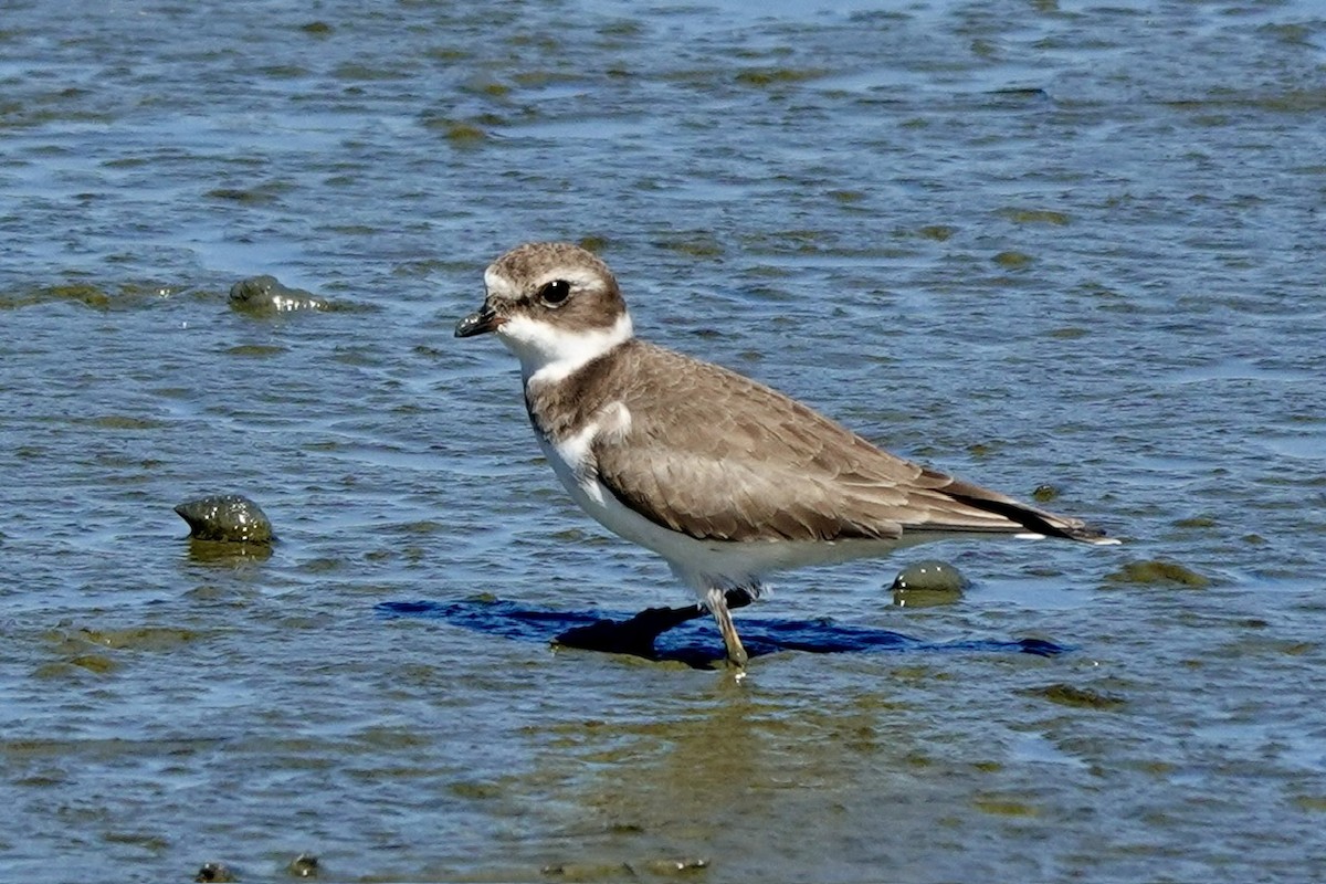 Semipalmated Plover - ML646381552
