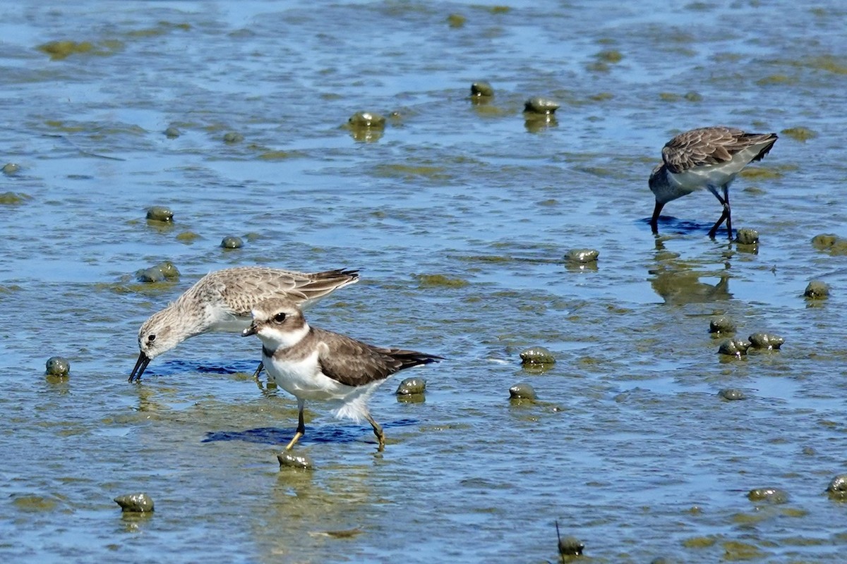 Semipalmated Plover - ML646381553