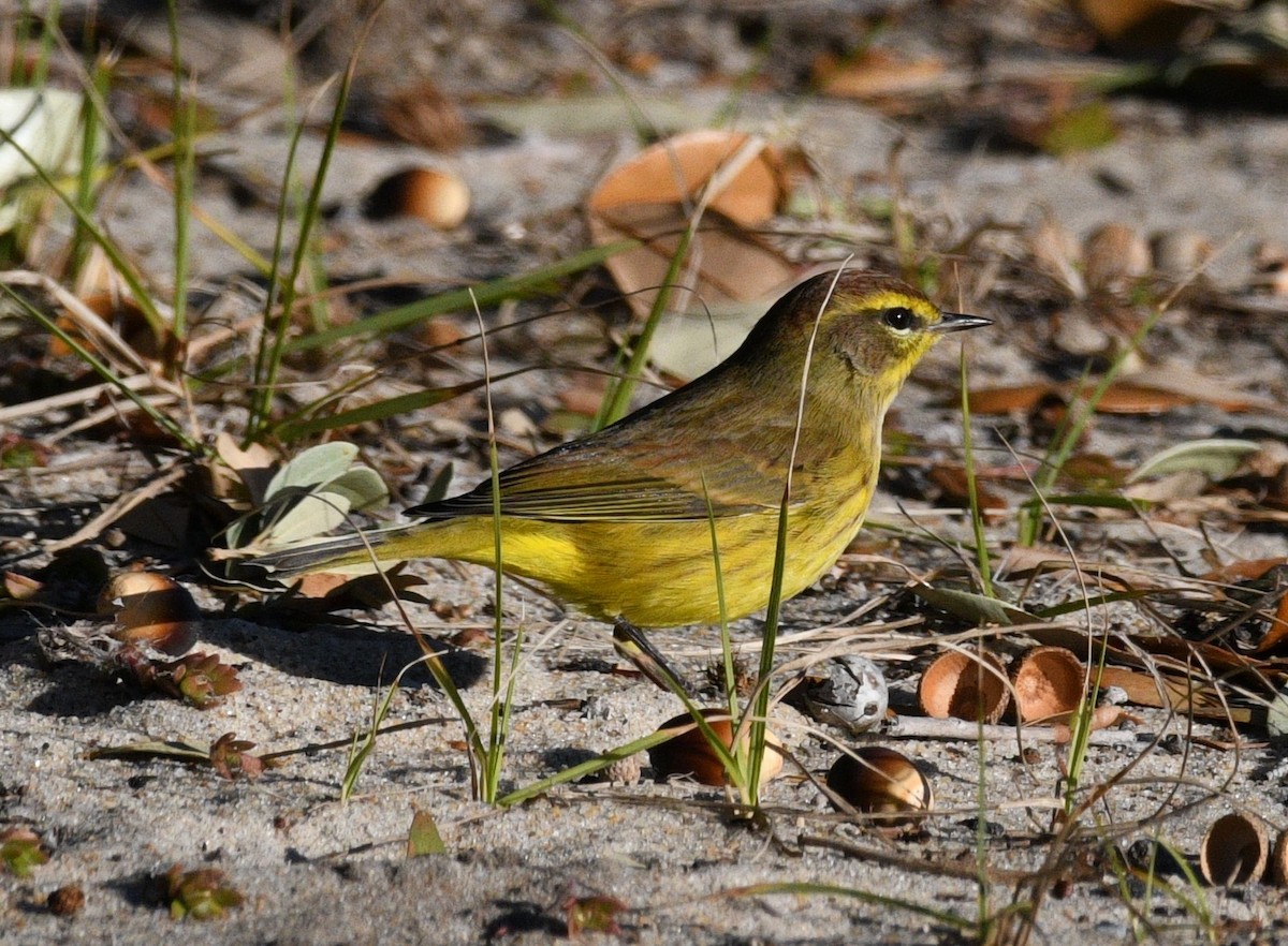 Palm Warbler (Yellow) - ML646381554