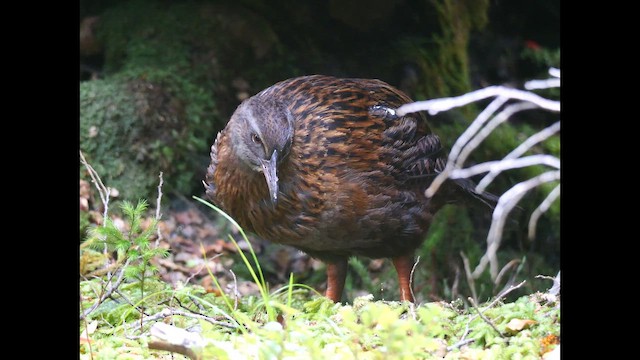 Weka - ML646381555