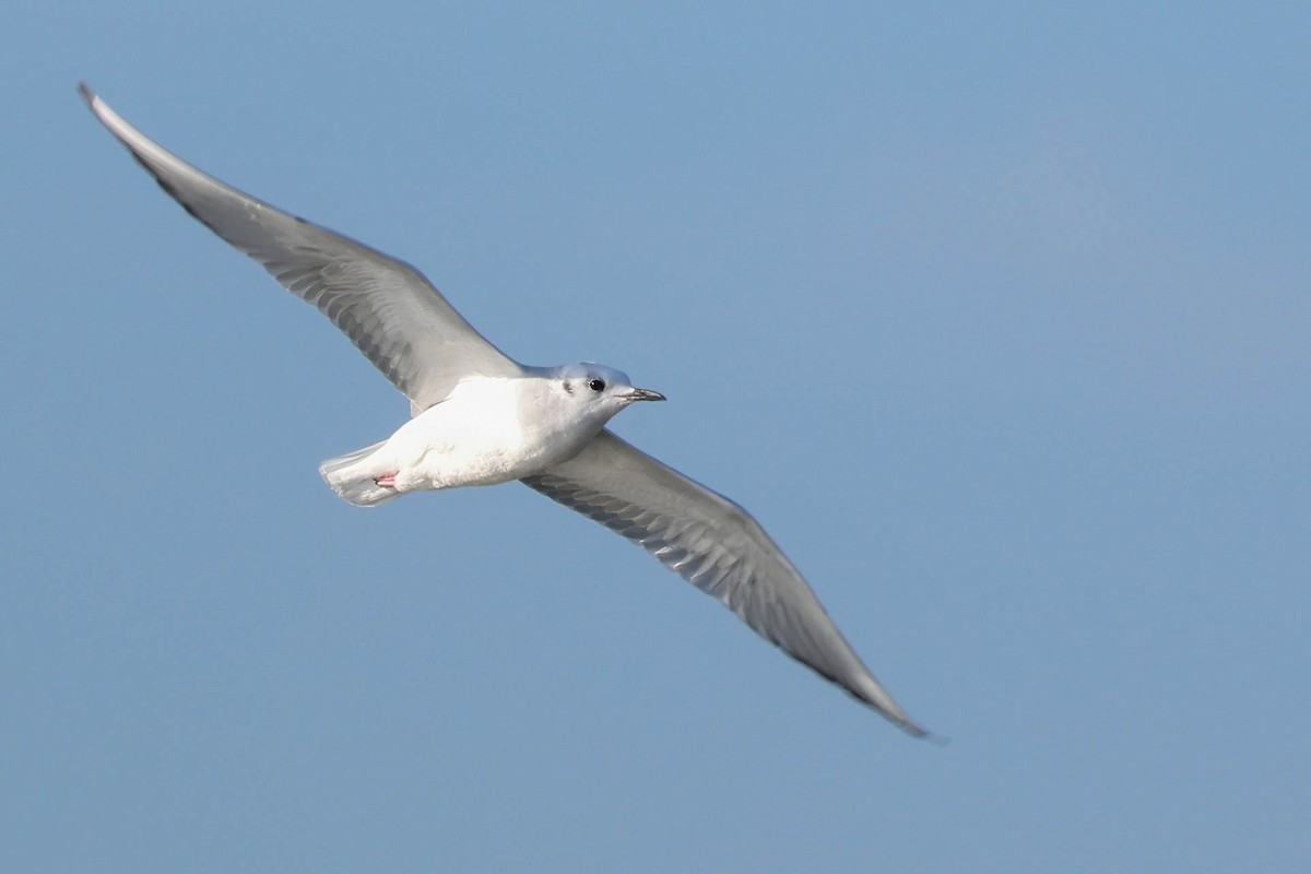 Bonaparte's Gull - ML646381556