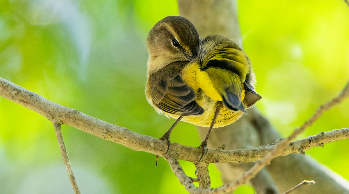 Palm Warbler - ML646381557