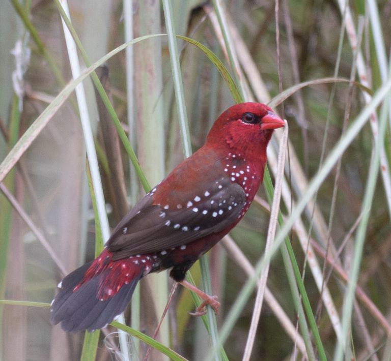 Red Avadavat - ML646381558