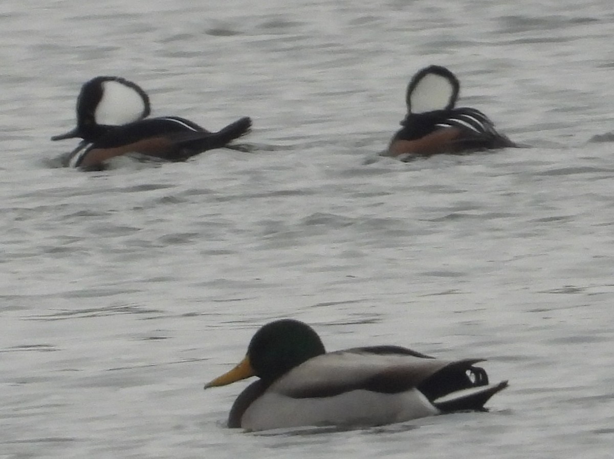 Mallard - ML646381559