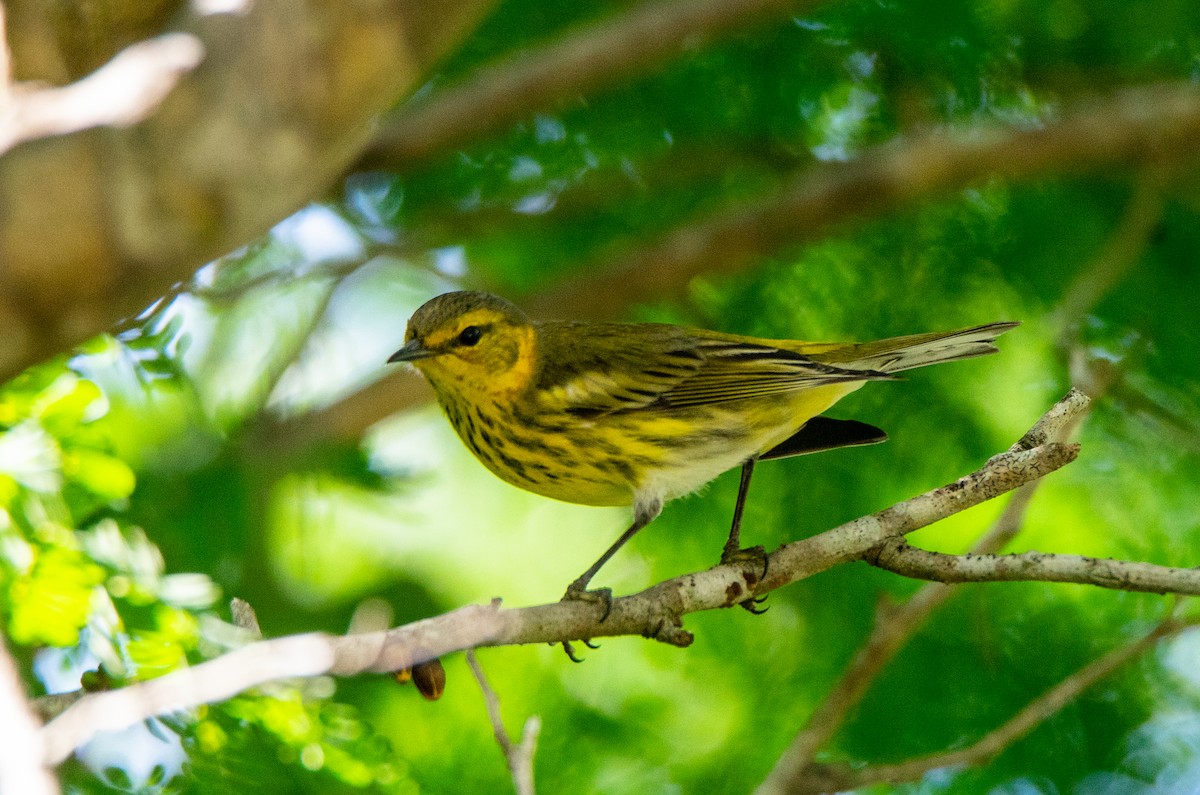 Cape May Warbler - ML646381560