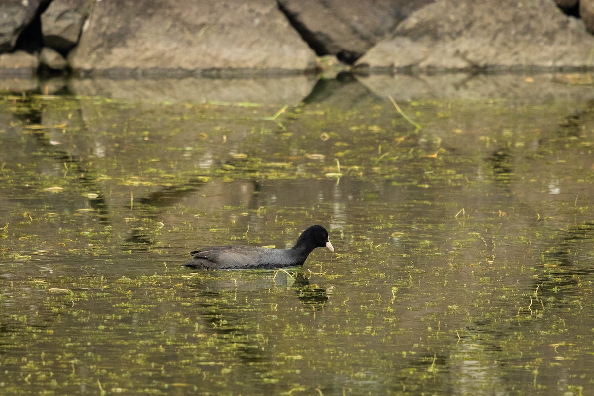 Eurasian Coot - ML646381561