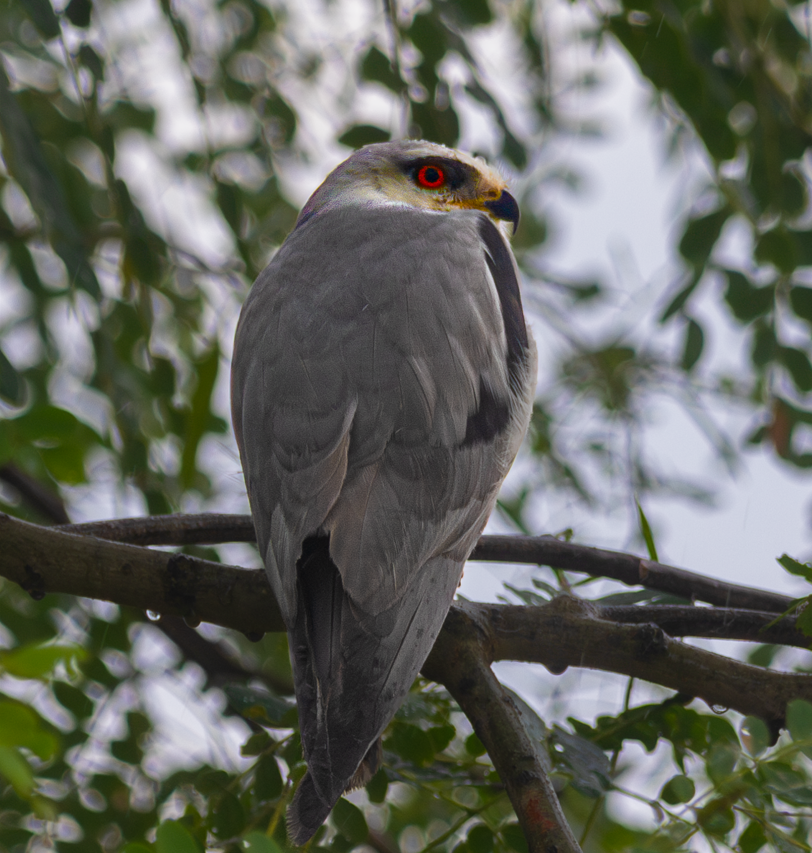 Black-winged Kite - ML646381562