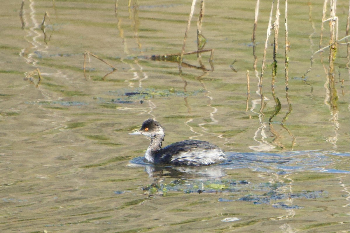 Eared Grebe - ML646381563