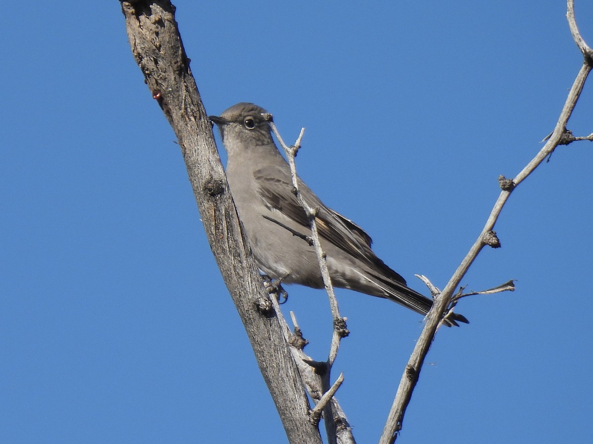 Townsend's Solitaire - ML646381565
