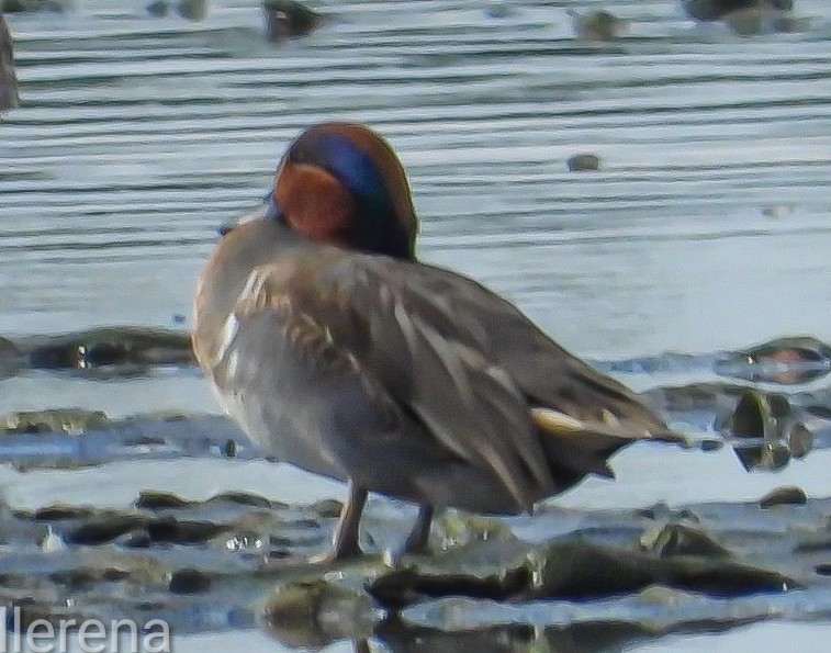 Green-winged Teal - ML646381566
