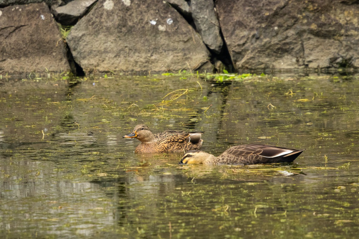 Eastern Spot-billed Duck - ML646381567