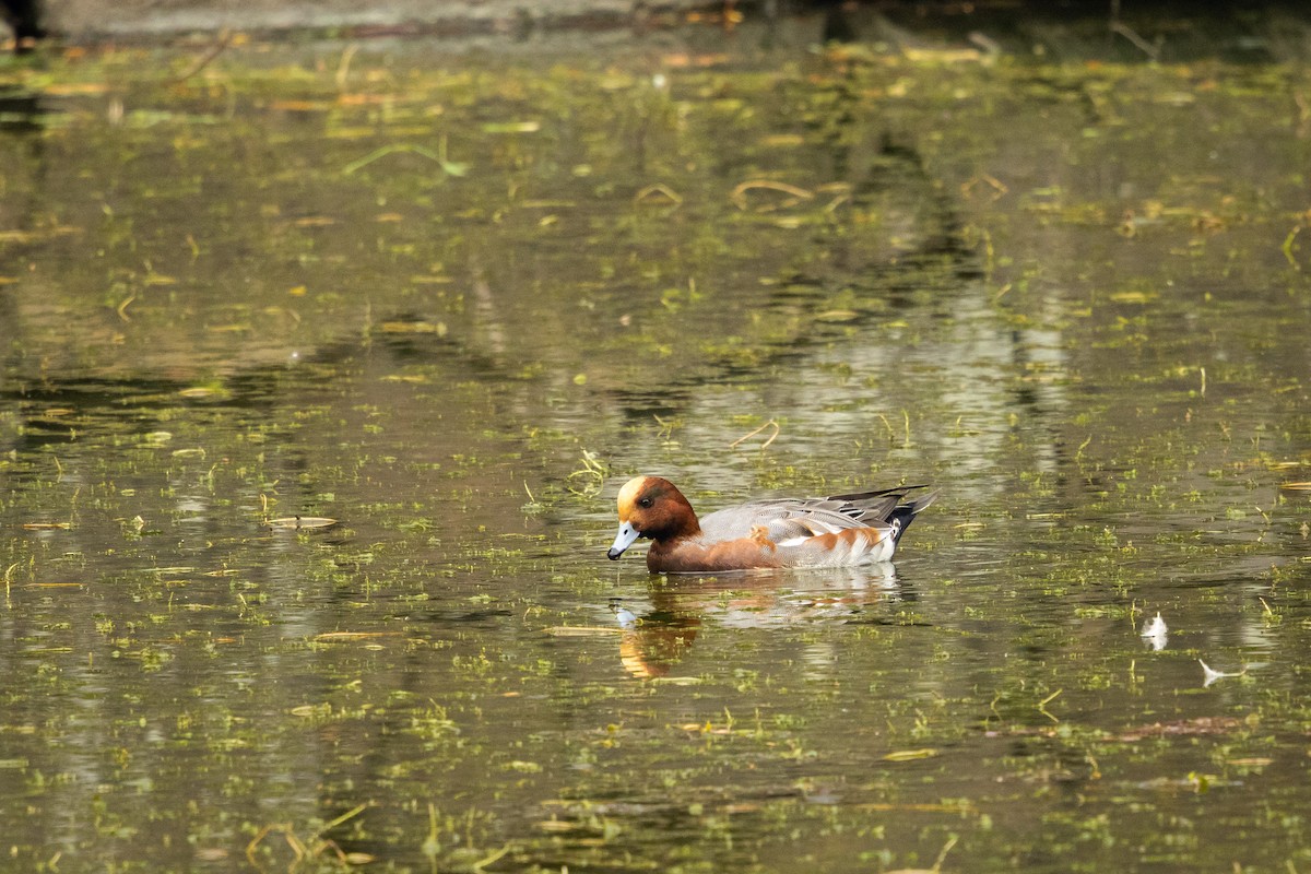 Eurasian Wigeon - ML646381568