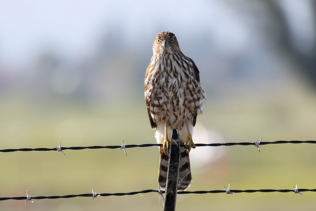 クーパーハイタカ - ML646381570