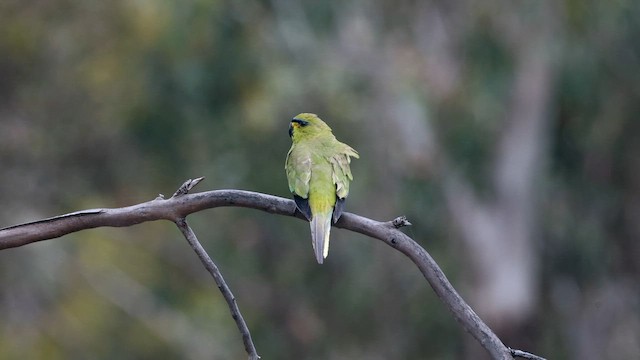 Elegant Parrot - ML646381571