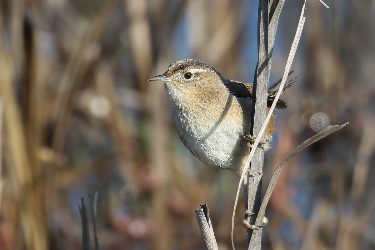Marsh Wren - ML646381572