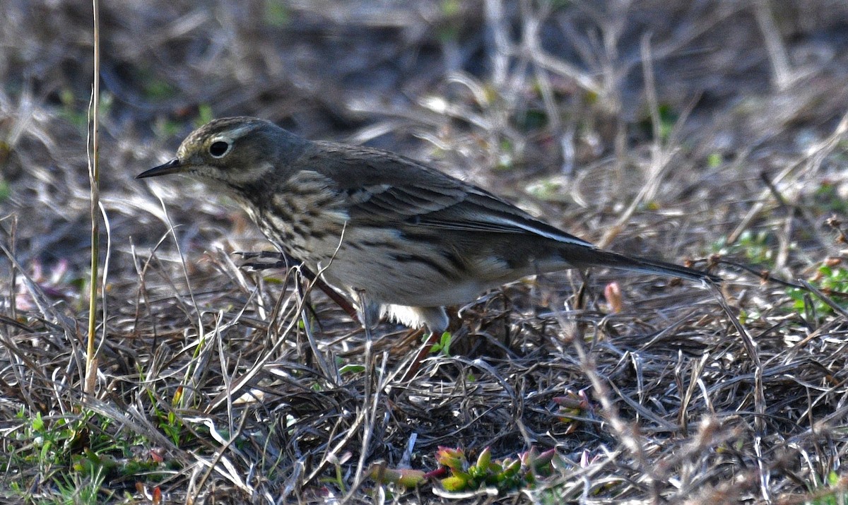 American Pipit - ML646381573