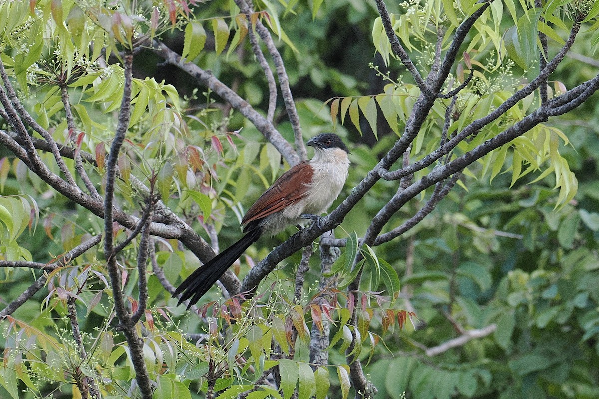 Senegal Coucal - ML646381574