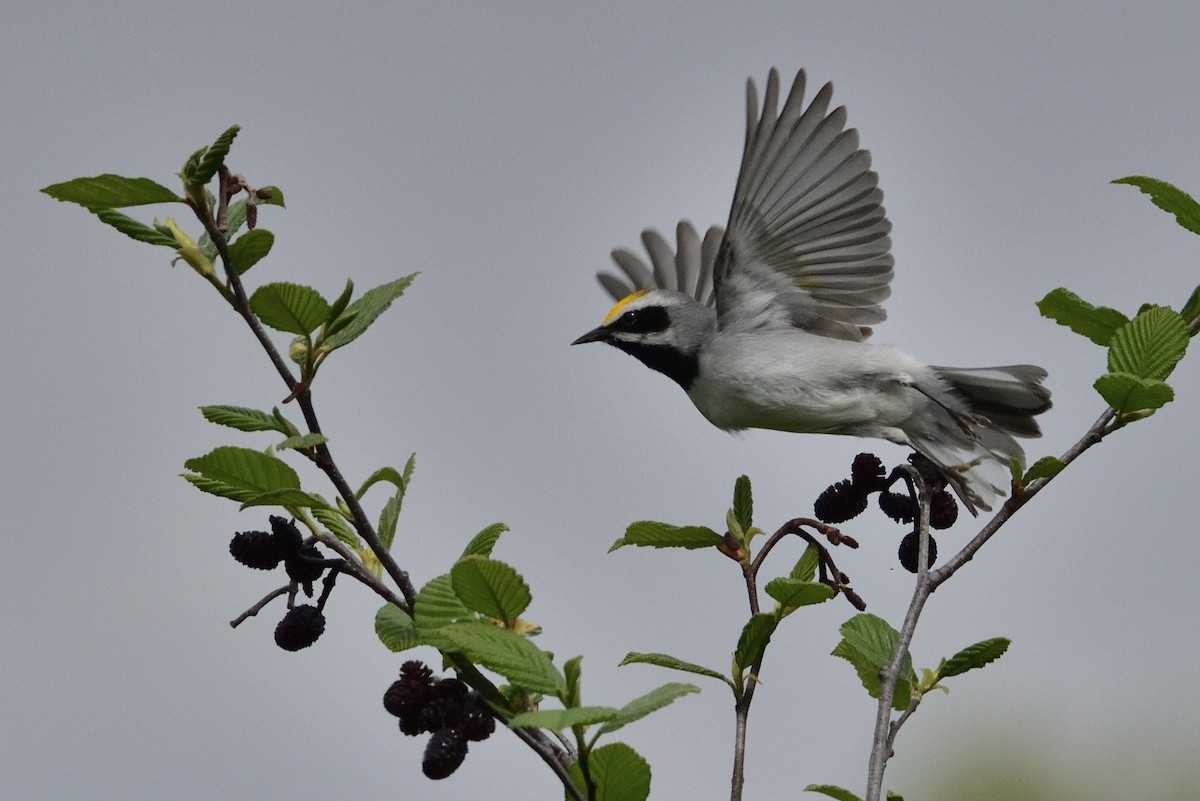 Golden-winged Warbler - ML646381575