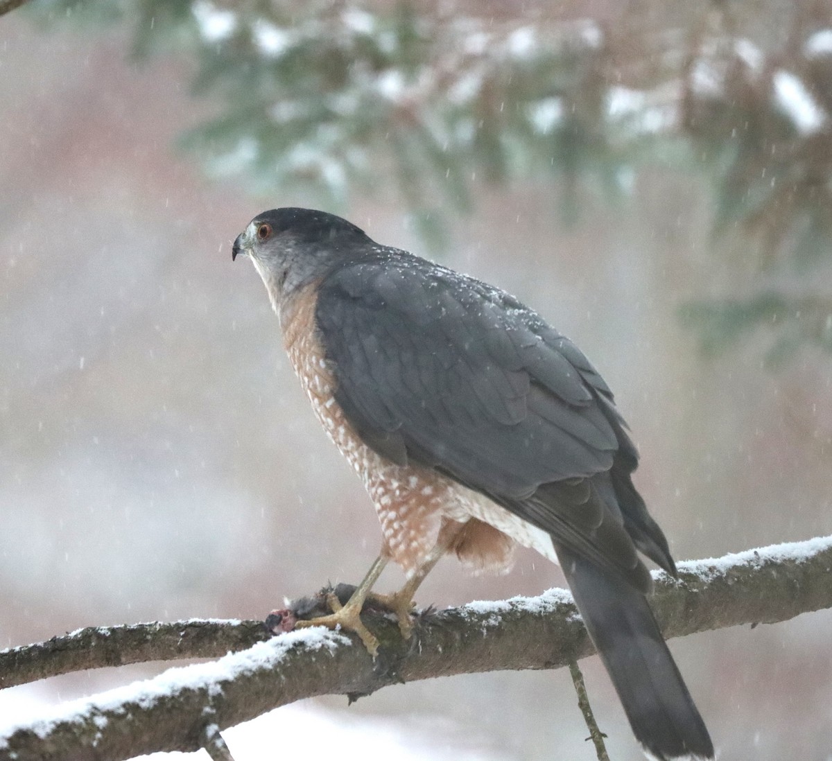 Épervier de Cooper - ML646381576