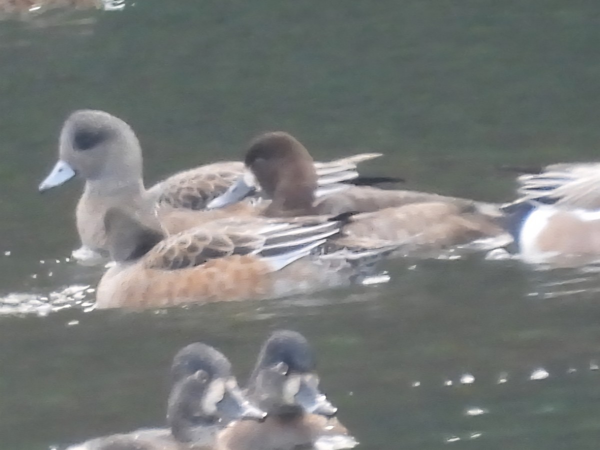 Lesser Scaup - ML646381577