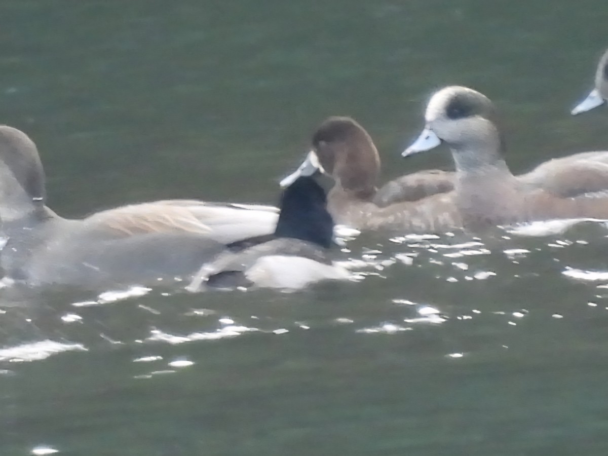 Lesser Scaup - ML646381578