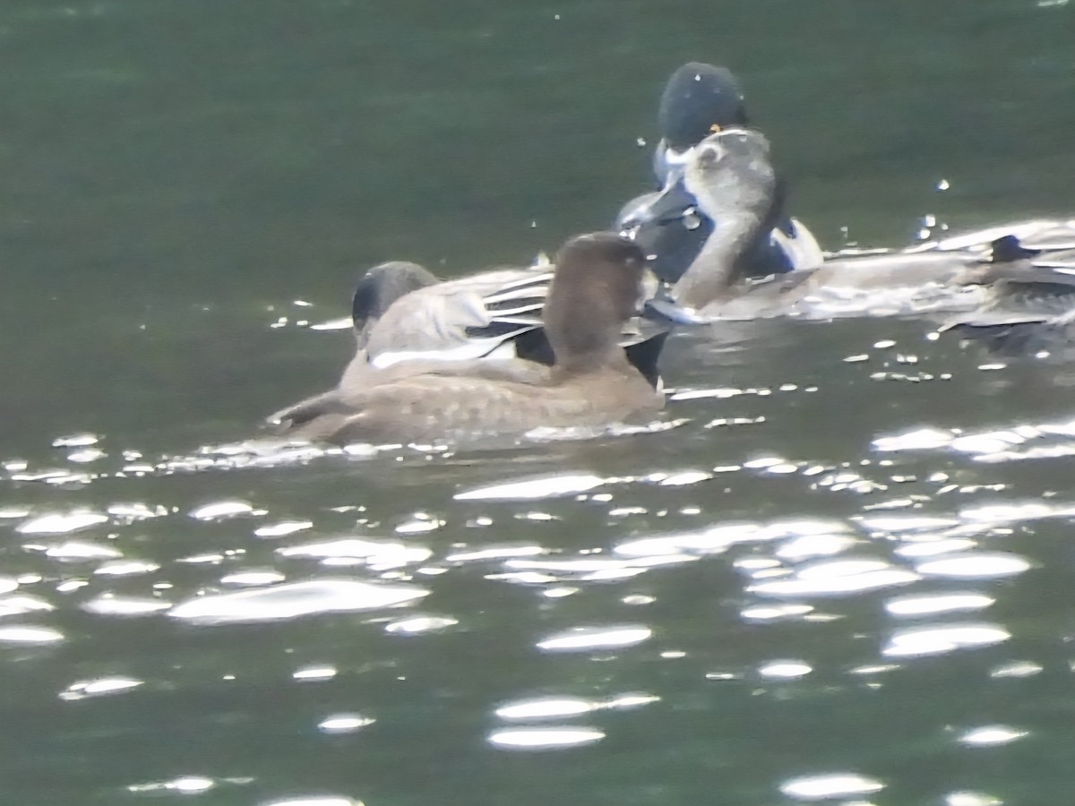 Lesser Scaup - ML646381579