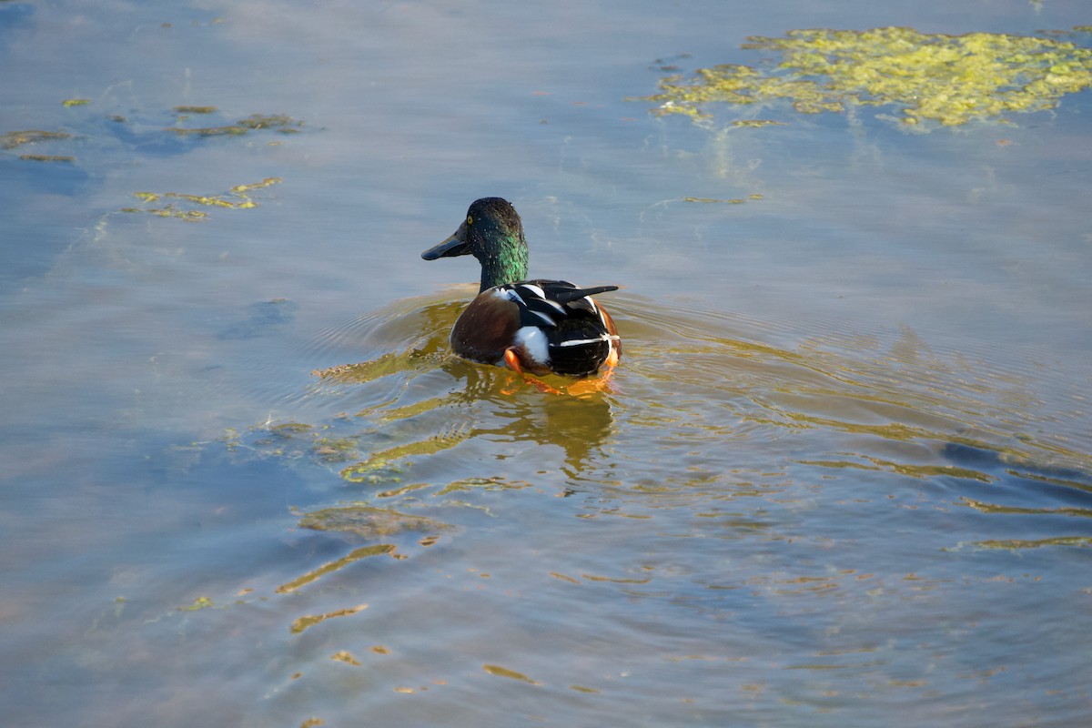 Northern Shoveler - ML646381580