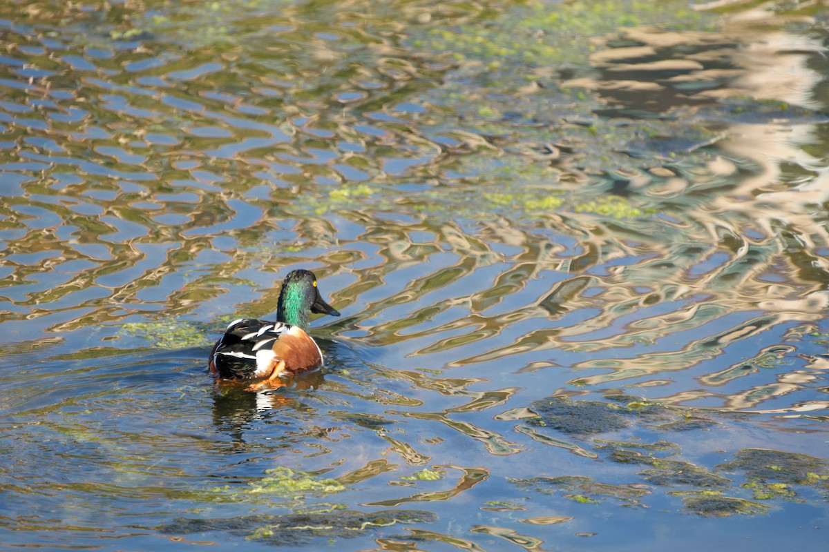 Northern Shoveler - ML646381581