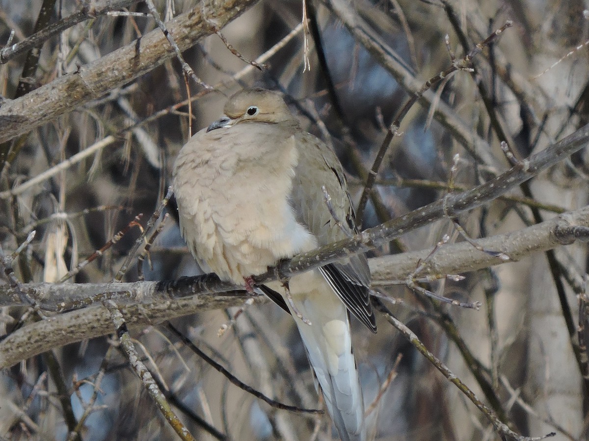 Mourning Dove - ML646381582