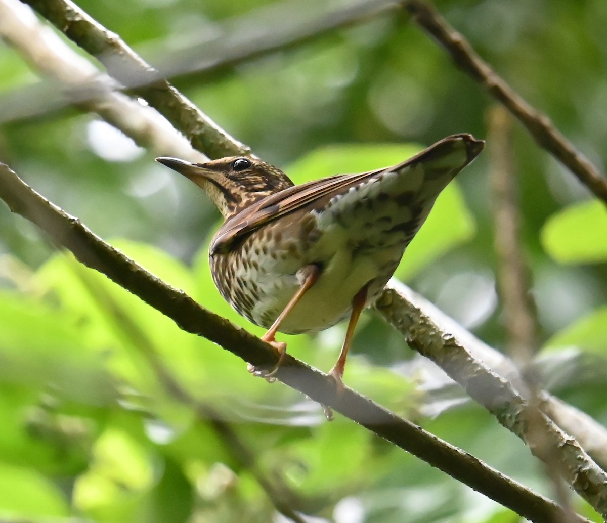 Tordo siberiano - ML646381586