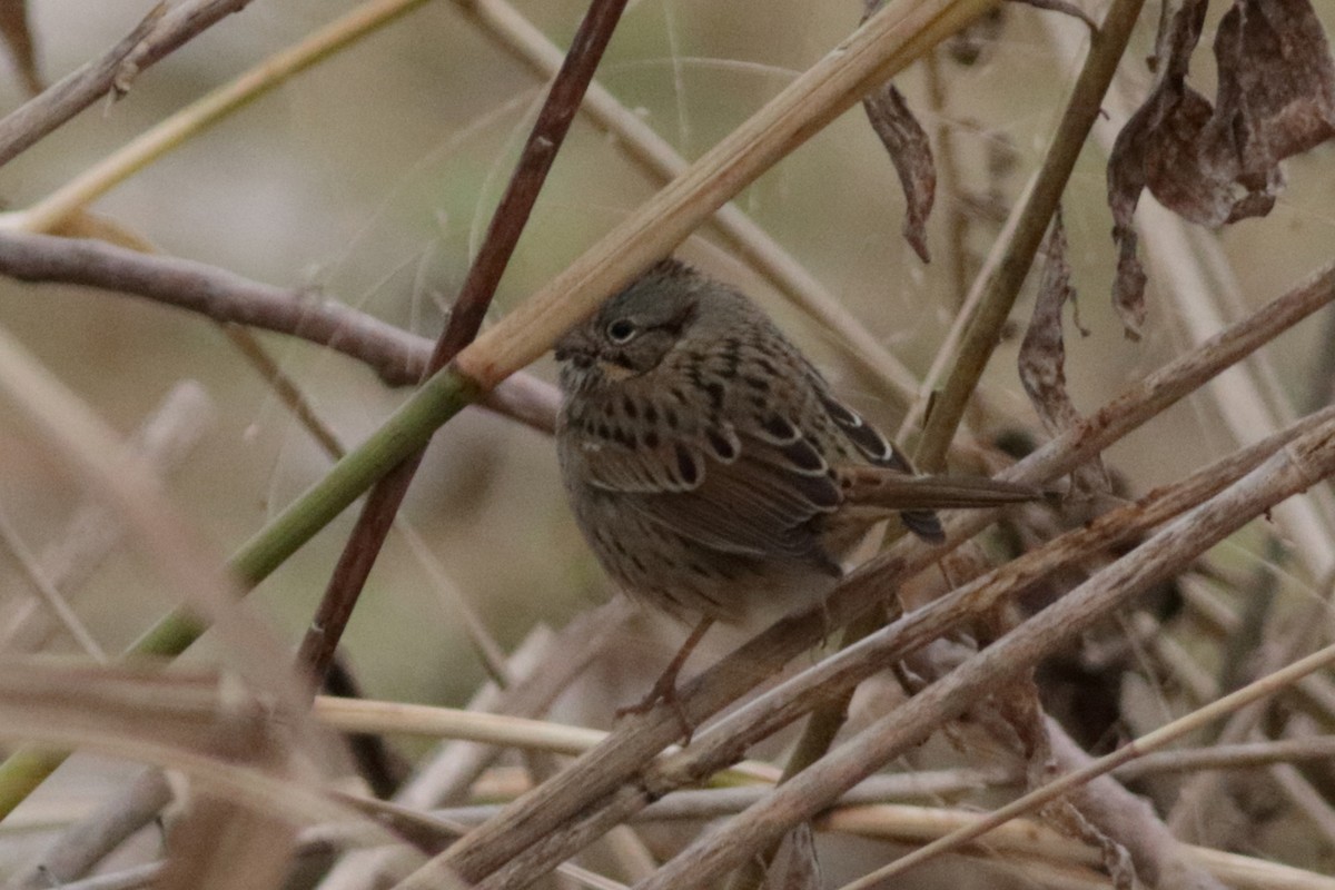 strnadec pruhohlavý - ML646381587