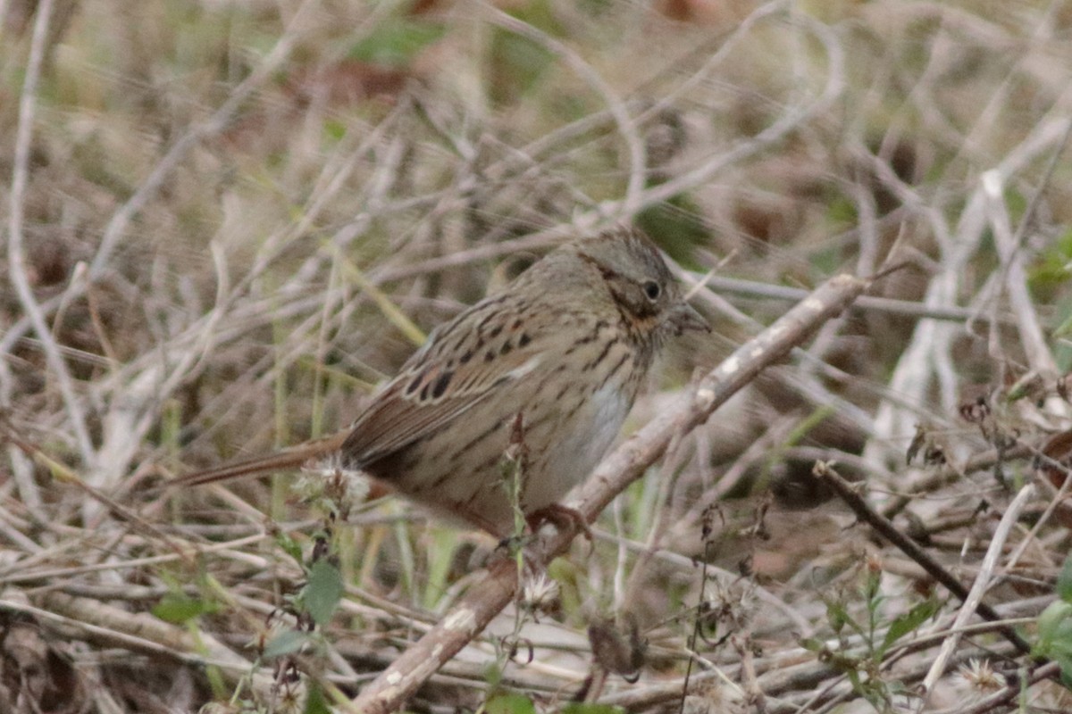 strnadec pruhohlavý - ML646381588